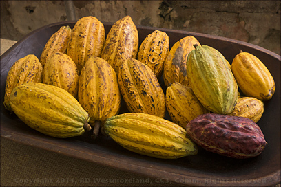 Ripe Cacao Fruit, ready for Harvest at Hacienda Buena Vista in Ponce, PR
