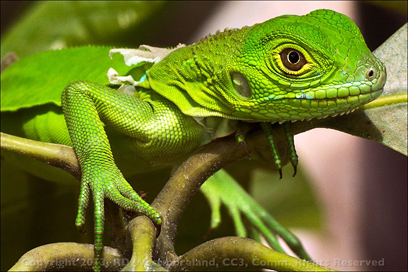 The Iguana Hunters- Robertos GEICO Gecko, Baby Iguana Sunning Itself on an Avocado Tree in Coamo, PR