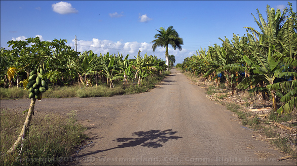 The Iguana Hunters of PR- Banana, Papaya and Palms on the Grounds of Finca de Palmas, in Santa Isabel, PR