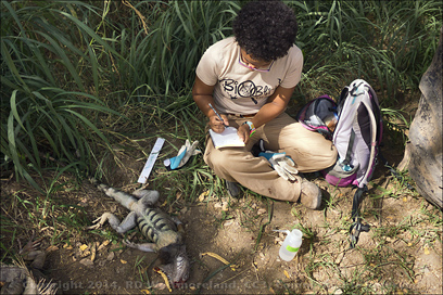 The Iguana Hunters of PR- U of PR Grad Student Collecting Tissue Samples at Finca de Palmas, in Santa Isabel, PR