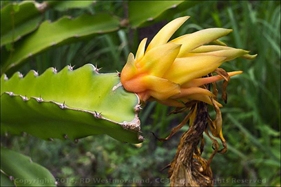 Pitahaya Blossom in Our Garden in Puerto Rico