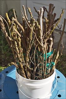 Bucket Of Dormant Season Fig and Pomegranate Trimmings