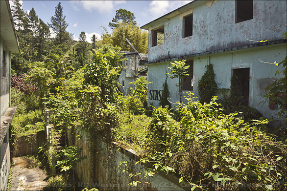 Overgrowth between buildings on the grounds of Henry Barracks Ruins near Cayey, PR