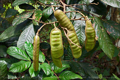Guama Tree bean pods on the grounds of Henry Barracks Ruins near Cayey, PR