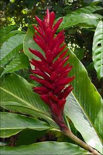 Red Ginger on the grounds of Henry Barracks Ruins near Cayey, PR