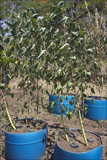 Kenaf Plants, Hibiscus cannabinus in 55 gal. Plastic Drum Planters