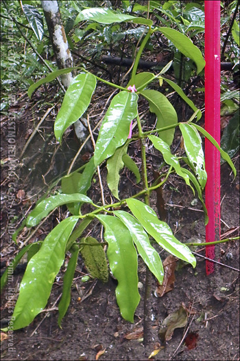 African Mangosteen Tree Starts