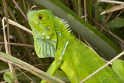 Baby Common Puerto Rican Iguana