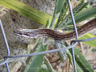 Common Puerto Rican Garden Snake