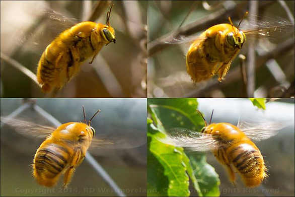 Several Views of Golden Bumblebee