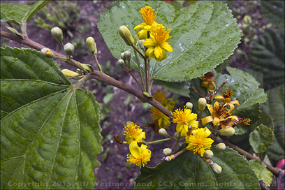 Phalsa- Grewia asiatica in Bloom