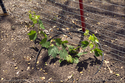 Young Seedless Grape Vine