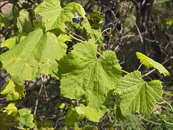 Guanica Winery Vineyard Grape Leaves