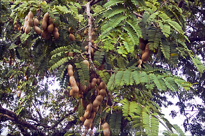 Tamarindo Pods Growing on Tree in Yabucoa, Puerto Rico