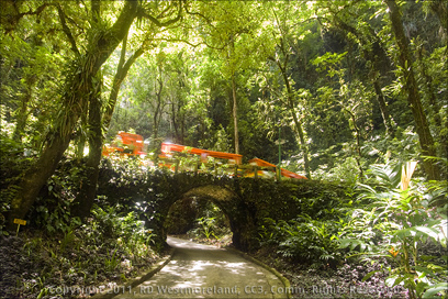 Trolley Chugs Back to the top Over a Picturesque Bridge from the Bottom of the Empalme Sinkhole at the Camuy Cave Park in Puerto Rico