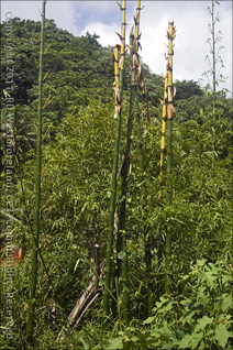 Young Bamboo Shoots and Culms in the Yabucoa Valley in Puerto Rico