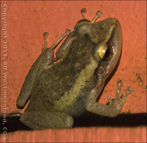 Coqui Frog from the Yabucoa Valley in Puerto Rico