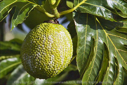 Panapen, Breadfruit from the Yabucoa Valley in Puerto Rico