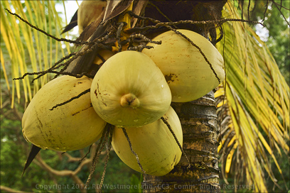 Detail of Maturing Coconuts on the Grounds