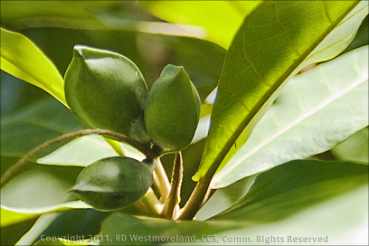 Close-up Detail of Green Almonds on the Grounds