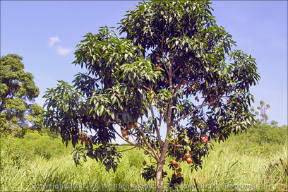 Hybrid Mango Tree with Fruit on the Grounds
