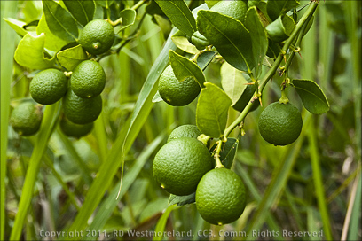 A Bunch of Green Mexican Lemons from Garden