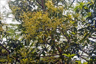 Hybrid Avocado Tree in Bloom on the Grounds