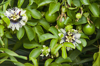 Parcha Blossoms (Passion Fruit) Growing in Home Garden