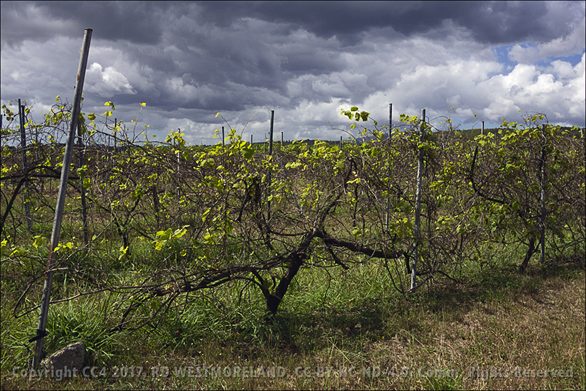 Guanica Winery Vineyard Grape Vines